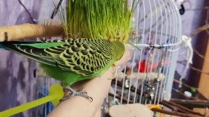 забавные Птичкины красавчики и травка овес из магазина