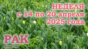 РАК | ТАРО прогноз на неделю с 14 по 20 апреля 2025 года