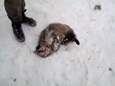 Дохлый барсук в ДХБ (18+) смотреть онлайн