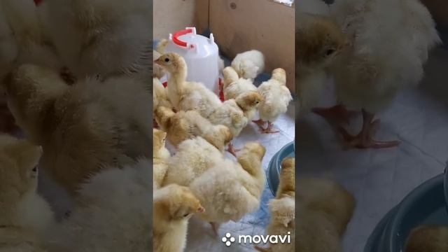 Хайбрид Конвертер
