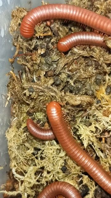 Scarlets trying to munch on sphagnum #millipedes #invertebrates #myriapoda смотреть онлайн