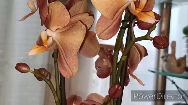 #ОРХИДЕИ💮:Первая новиночка- бронзовая🤗 смотреть онлайн