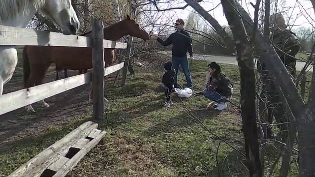 Конная ферма в деревне Старинки Меленковского района.(2)