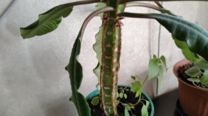 мои комнатные цветы в деревне, выращиваю цветы, жизнь в деревне