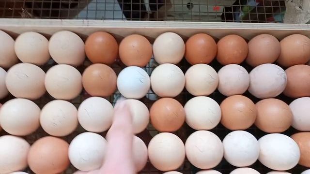 Вылупление Цыплят от Домашних Кур, Мясных и Яичных пород)