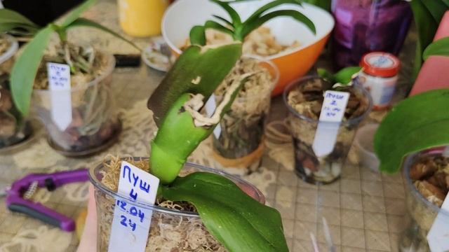 Обзор состояния уцененных орхидей из теплицы. Прошел месяц. смотреть онлайн