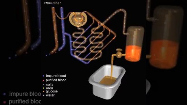 Human 3D, Мочевыд, 03 Мочеиспускательная система как фильтр