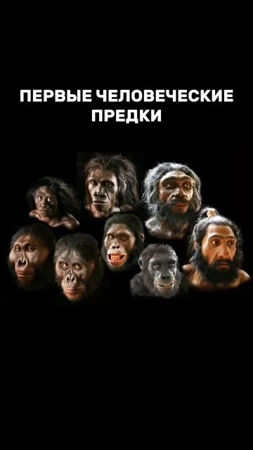 ПЕРВЫЕ ЧЕЛОВЕЧЕСКИЕ ПРЕДКИ. #shorts смотреть онлайн