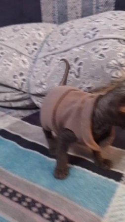 Котëнок сфинкса мëрзнет!
