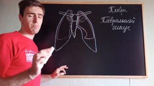 Плевра: Отделы, Полость, Синусы, Границы. Топографическая Анатомия и Оперативная Хирургия (ТАиОХ)