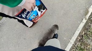 Кошки снова дерутся за еду, кормим кошек