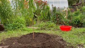 Посадка плодовых абрикоса и персика в Ленинградской области | май 2023