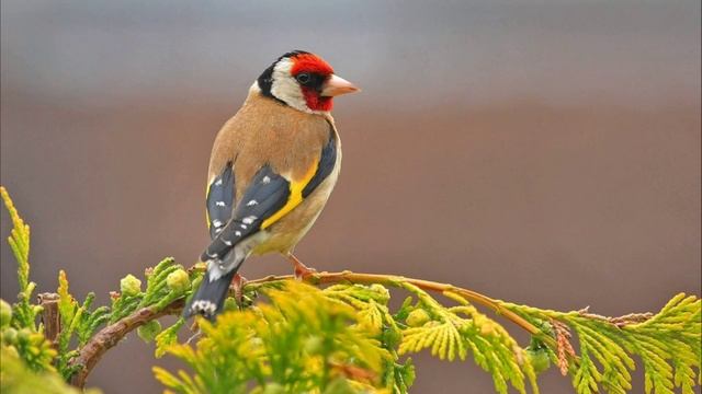 Звук Пения Щегла. Голос Щегла смотреть онлайн