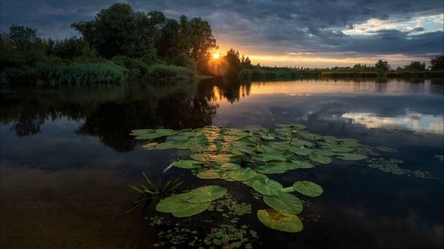 Звук Ночного Болота, Где Квакают Лягушки смотреть онлайн