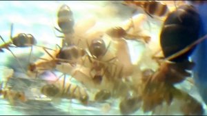 Anoplolepis Gracilipes. Сумасшедшие муравьи и горы расплода.
