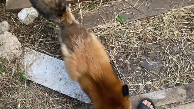 Довольная лиса грызёт ноги смотреть онлайн