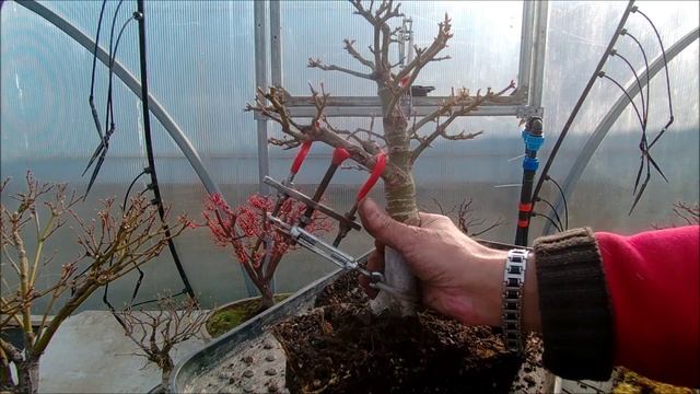 Бонсай открытая книга от А до Zють Корни обрезка весна 2025 год продолжение 48 часть