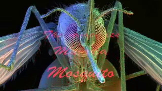 Anopheles Malaria Mosquito.mov смотреть онлайн
