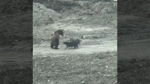 Лунной походкой