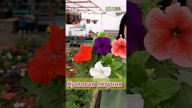 Моя теплица 26 апреля 2023г #рассада #петуния #теплица #ампельнаяпетуния