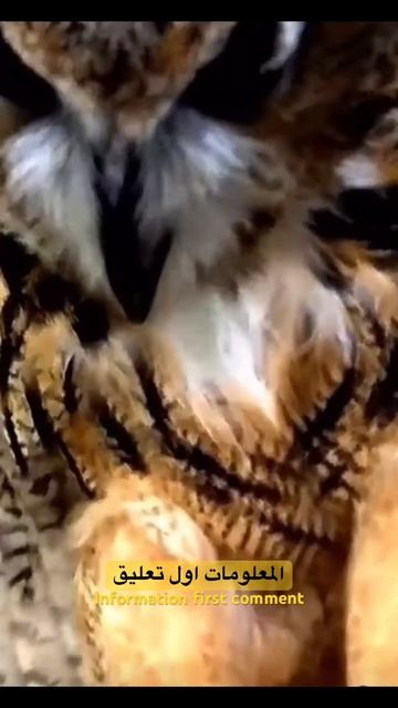 البومه مظلومه بريئه من التشاؤم والنحس#birds #owl #shorts смотреть онлайн