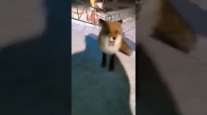 Бедная лиса