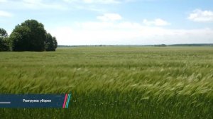 Озимый ячмень: технология возделывания и защиты. Дни Поля - 2020.