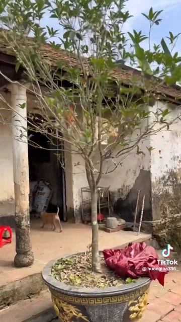 Cây mộc hương ta смотреть онлайн