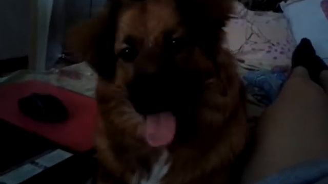 Реакция собаки на звуки смотреть онлайн