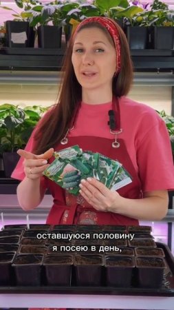 Посев огурцов 🥒