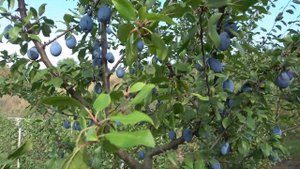 Слива ВАЛИЕВКА / Универсального назначения