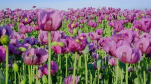 С любимыми не расставайтесь...