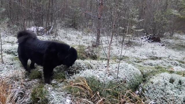 2018.11.19 Фуцик с Байкой на серебре смотреть онлайн