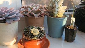 Титанопсис калькарея/Titanopsis calcarea. Цветение