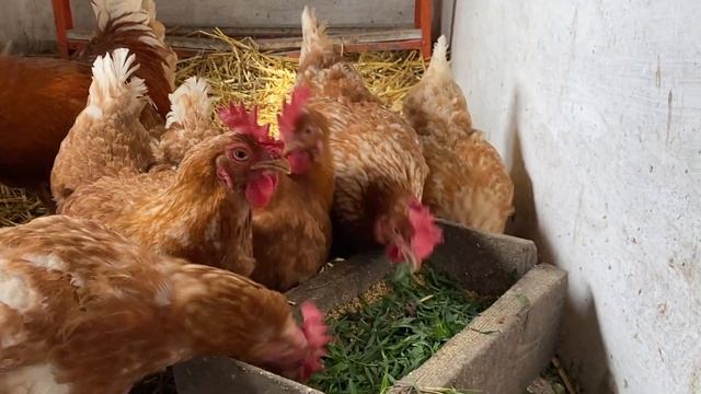 Вся суть в породе куры Мини мясные палевые Хитрук Елена Украина