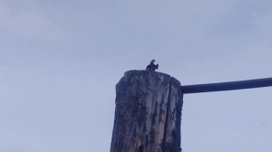 Черепашки-ниндзя Синигами  против Эйприл куноичи