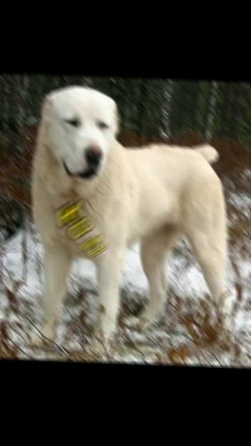 выбери себе охрану (из животных) смотреть онлайн