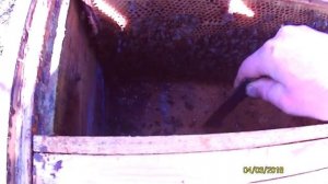 ставлю пластины от клеща весной ІІ раз