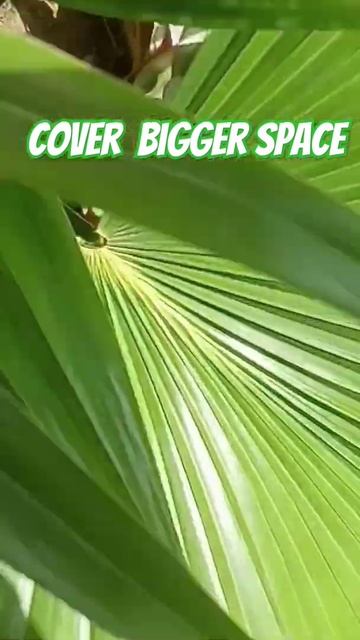 umbrella palm. cover bigger space #plants #plant #gardening смотреть онлайн