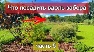 Чем я скрыла забор. Названия растений, схема посадки, логика подбора деревьев и кустарников