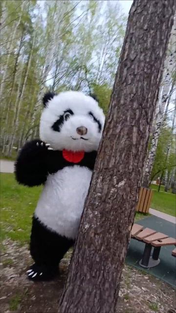 #мишкатанцует #panda #мишка #bear #медведь #ростовыекуклы #поздравление #поздравлениеотмедведя