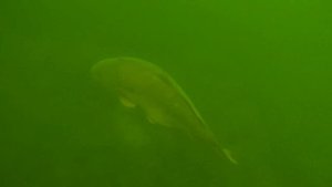 Спасаем крупного карпа, который не умеет плавать