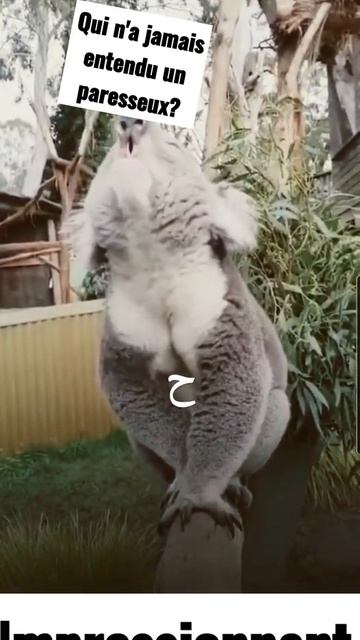#funny #animals #koala #explore #pourtoi #fypシ #foryoupage