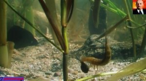 Каспийское море _ Природа Ближнего Востока-