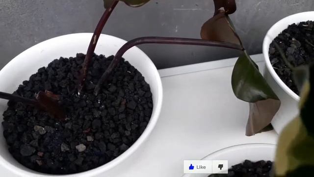 Syngonium mojito dan Alokasia Keris Papua