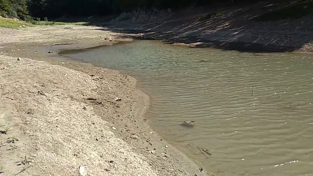 Шоу лигушак на Партизанском водохранилище смотреть онлайн