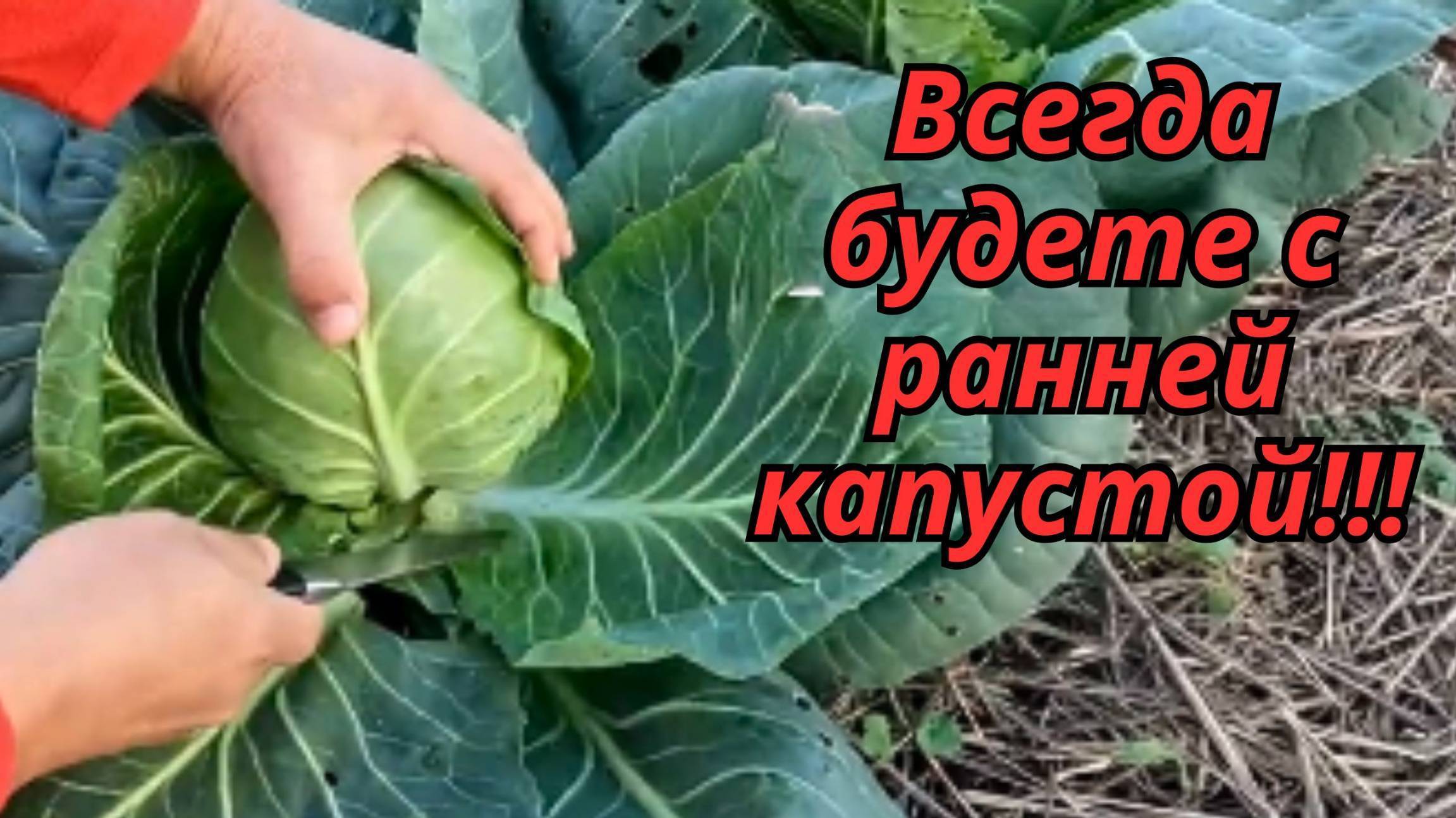 Когда сеять капусту на рассаду! Простые правила для отличного урожая!