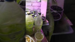 Супер простая, и супер эффективная подкормка для рассады.