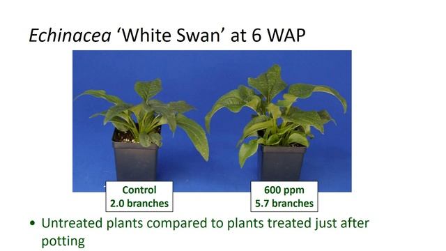 Timing of Configure Application Affects Pot Fill of Echinacea