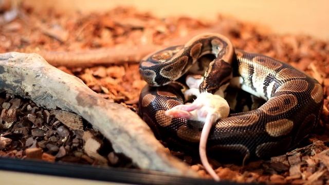 Feeding our celebrity Python - "Keith" (Royal Python - Python regius)